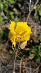 Calochortus weedii weedii