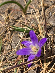 Brodiaea terrestris