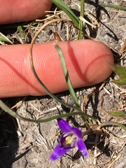 Brodiaea terrestris