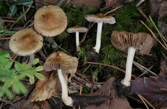 Inocybe occulta