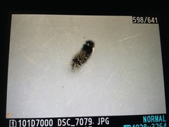 Lepidoptera