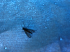 Tabanomorpha