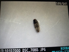 Lepidoptera