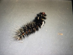 Lepidoptera