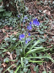 Hyacinthoides non-scripta