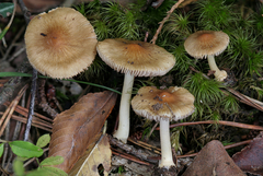 Inocybe occulta