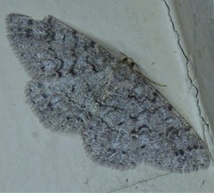 Melanolophia centralis