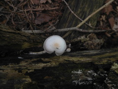 Pluteus tomentosulus