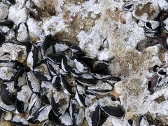 Brachidontes pharaonis