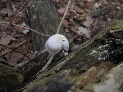 Pluteus tomentosulus