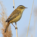 Sedge Warbler - Photo (c) Ad Konings, some rights reserved (CC BY-NC), uploaded by Ad Konings
