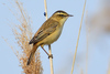 Sedge Warbler - Photo (c) Ad Konings, some rights reserved (CC BY-NC), uploaded by Ad Konings
