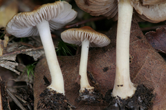 Inocybe occulta
