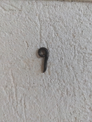 Ommatoiulus sabulosus aimatopodus