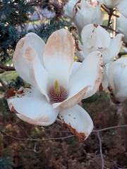 Magnolia