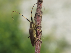 Agapanthia annularis