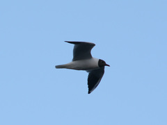 Chroicocephalus ridibundus