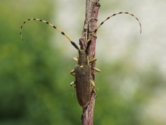 Agapanthia annularis