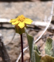 Leptosyne hamiltonii