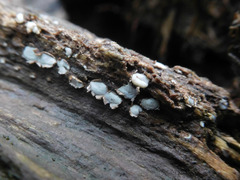 Propolis farinosa