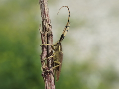 Agapanthia annularis