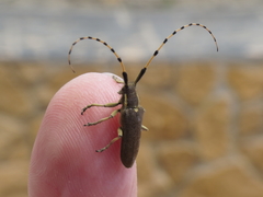 Agapanthia annularis