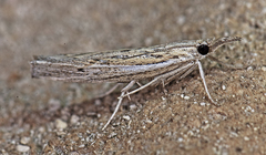 Fissicrambus profanellus