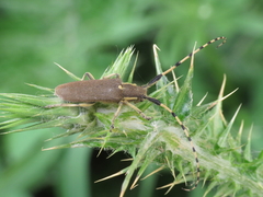 Agapanthia annularis