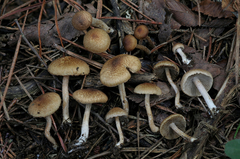 Inocybe stuntzii