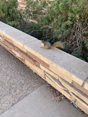 Sciurus niger