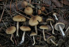 Inocybe stuntzii