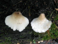 Hohenbuehelia angustata