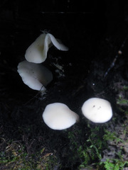 Hohenbuehelia angustata
