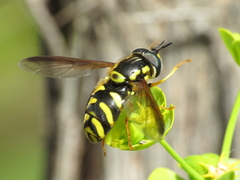 Chrysotoxum intermedium