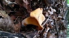 Cantharellus velutinus