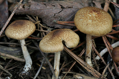 Inocybe stuntzii