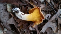 Cantharellus velutinus
