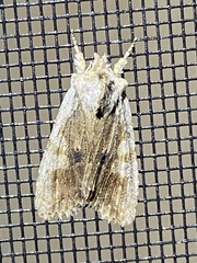 Lithophane patefacta