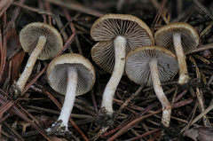 Inocybe stuntzii