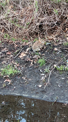 Sylvilagus floridanus