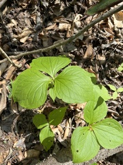 Trillium rugelii