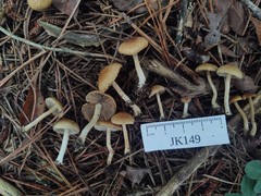 Inocybe stuntzii