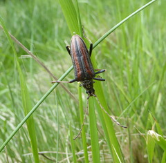 Oxymirus cursor