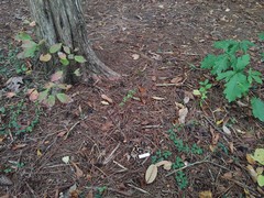 Inocybe stuntzii