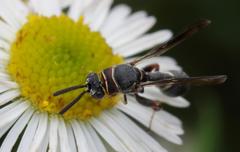 Micrapion bilineatum