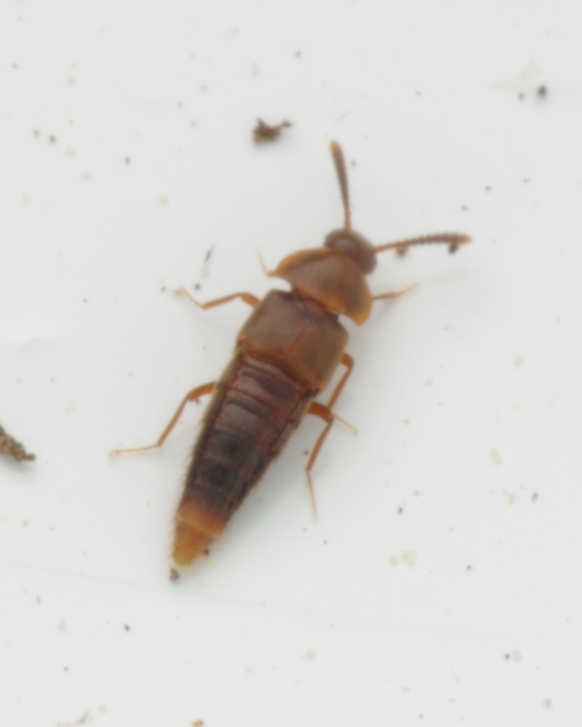 Staph beetle