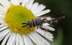 Micrapion bilineatum