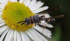 Micrapion bilineatum