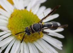 Micrapion bilineatum