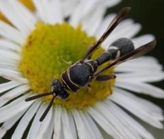 Micrapion bilineatum
